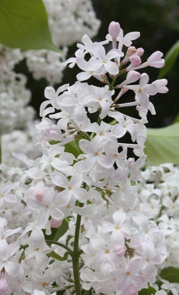 "California Rose" Syringa x. Hyacinthiflora